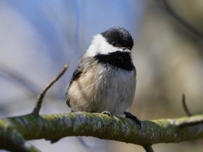 Black-capped Chickadee