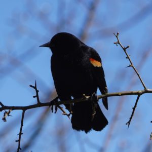Red-winged Blackbird