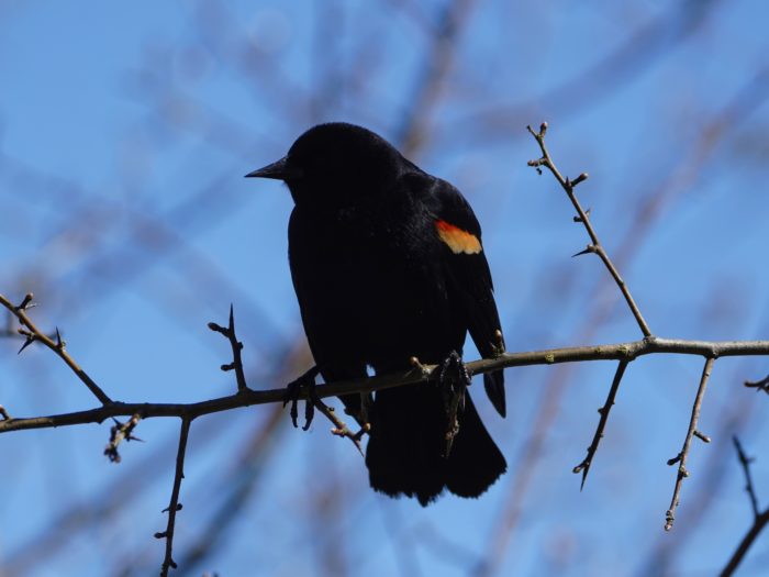 Red-winged Blackbird