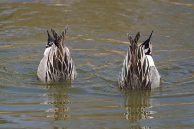 Northern Pintails