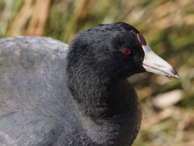 American Coot