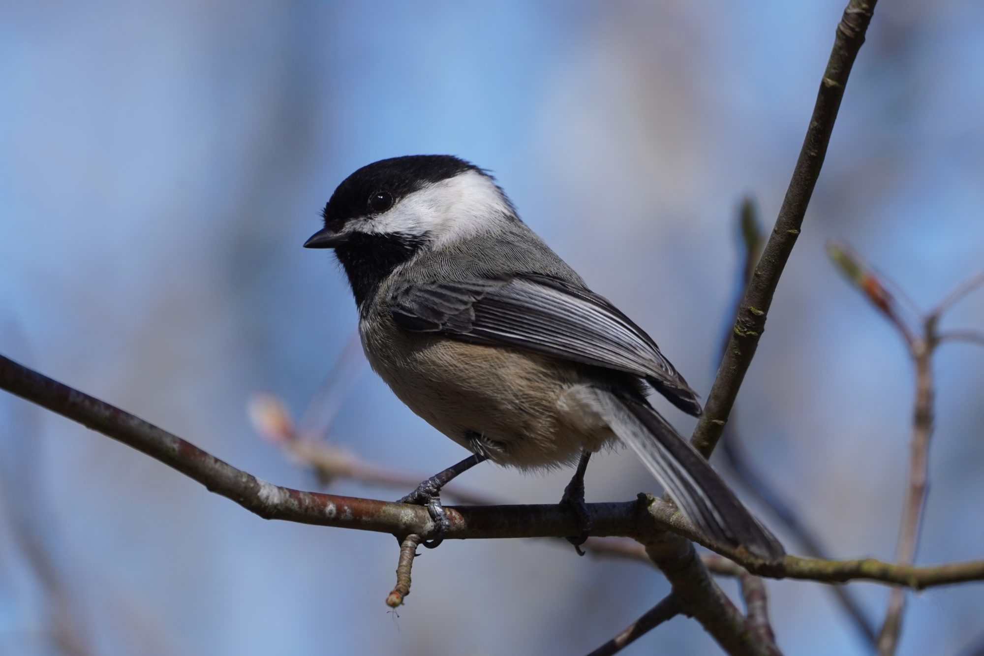 Black-capped Chickadee