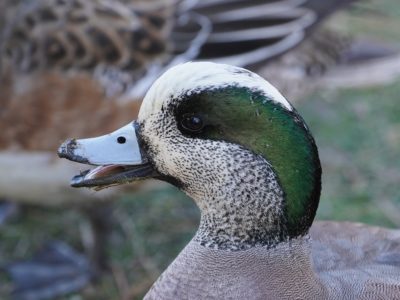 American Wigeon