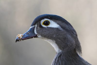 Wood Duck