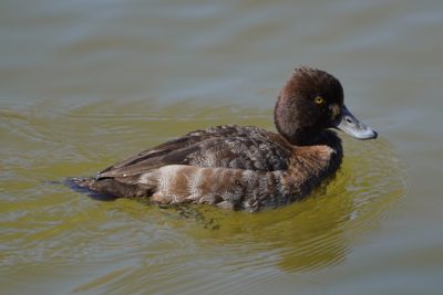 Lesser Scaup