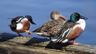 Northern Shovelers