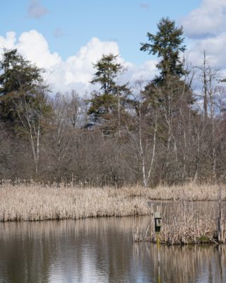 Reifel pond with bird box