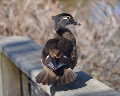 Wood Duck