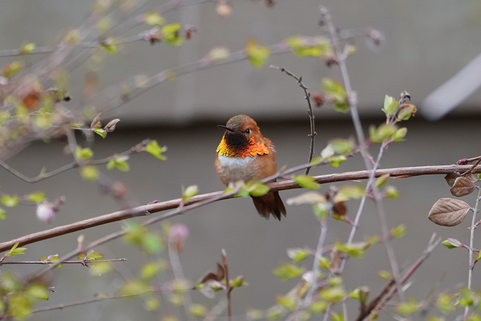 Rufous Hummingbird, male