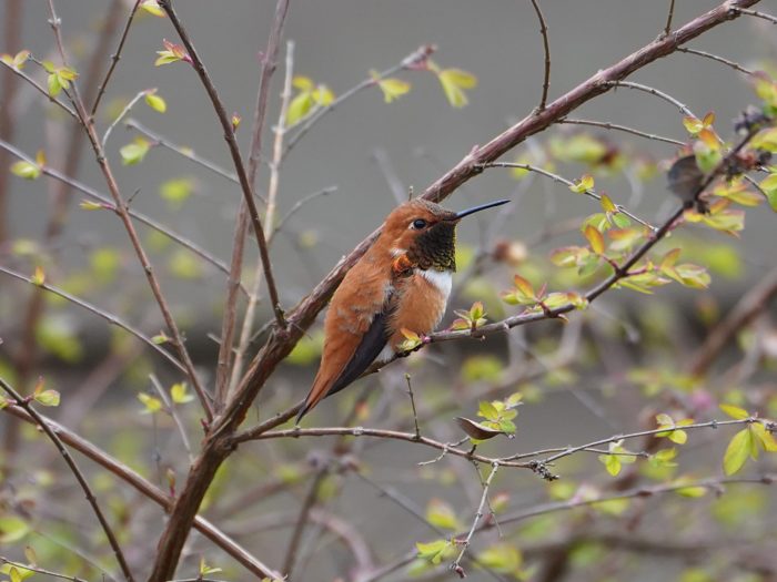 Rufous Hummingbird, male