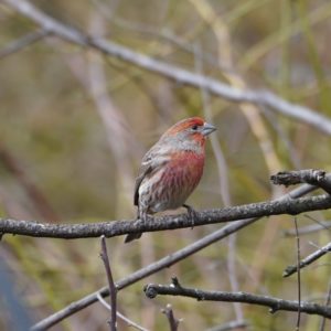 House Finch, male