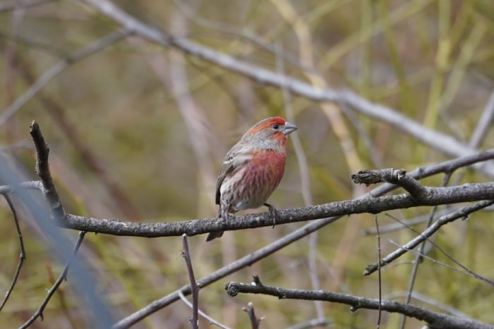 House Finch, male