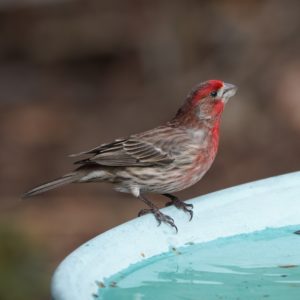 House Finch, male
