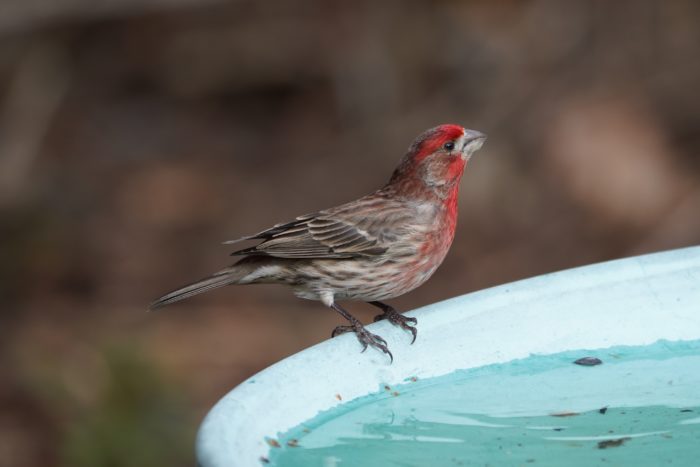 House Finch, male