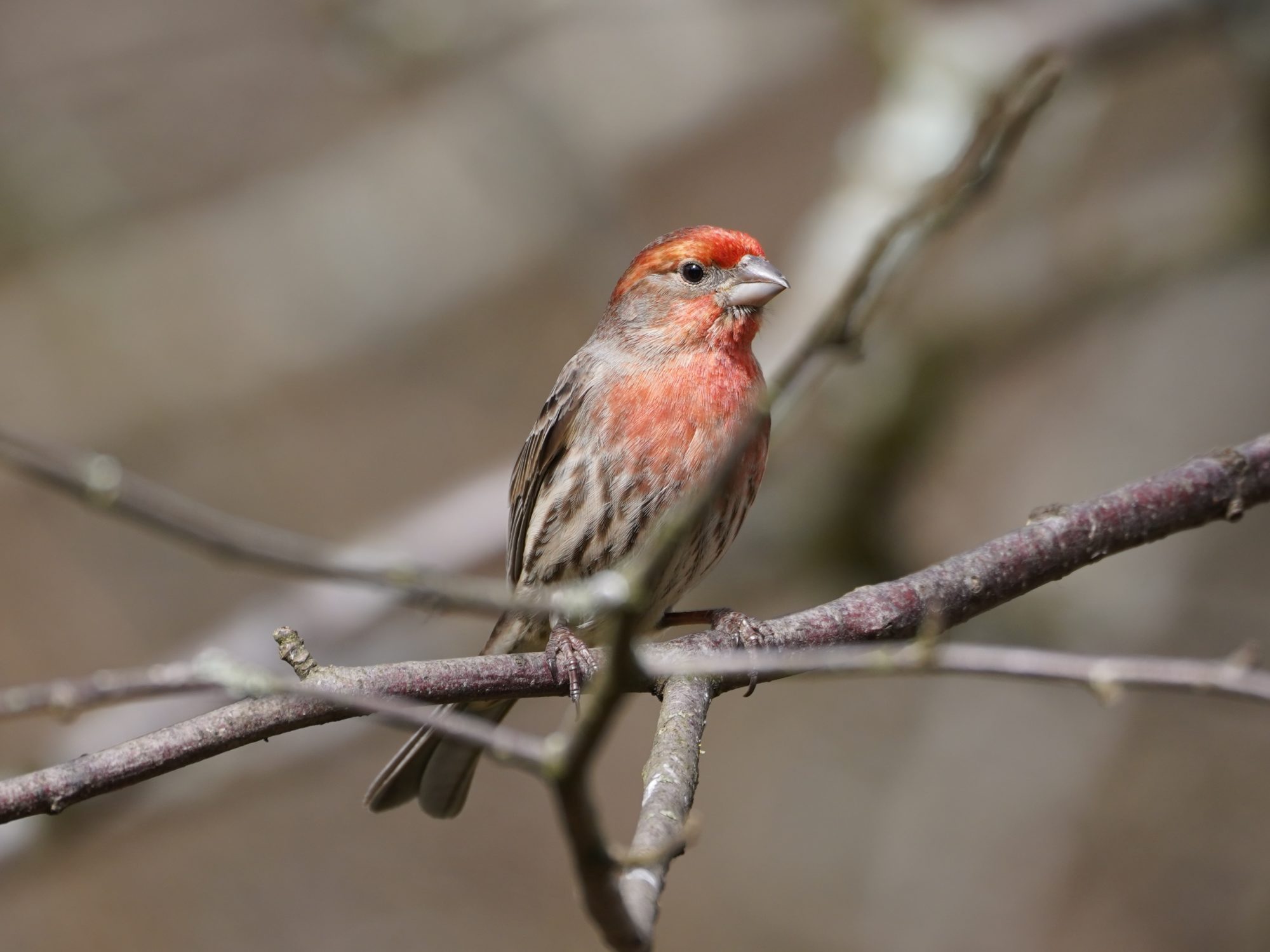 House Finch, male