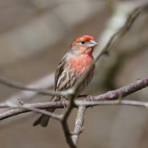 House Finch, male