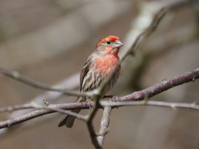 House Finch, male