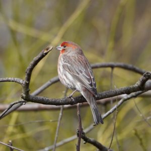 House Finch, male