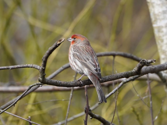 House Finch, male