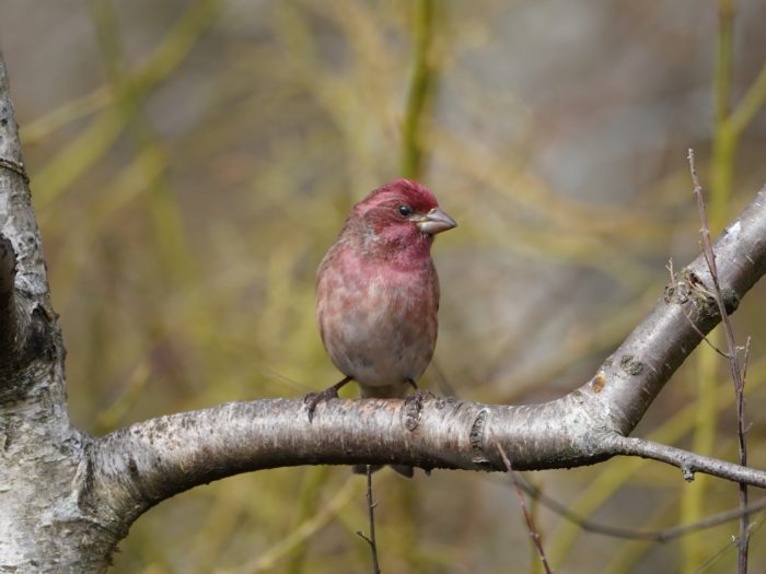 Purple Finch, male