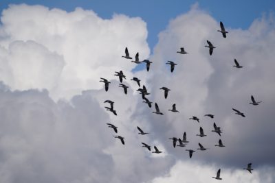 Snow Geese