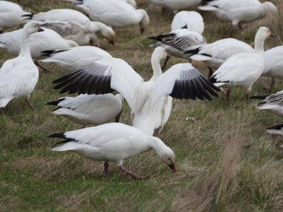 Snow Geese