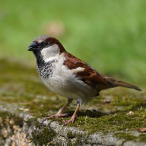 House Sparrow male
