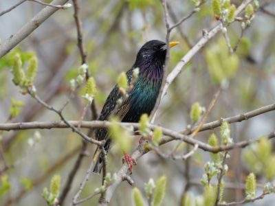 Starling in a tree