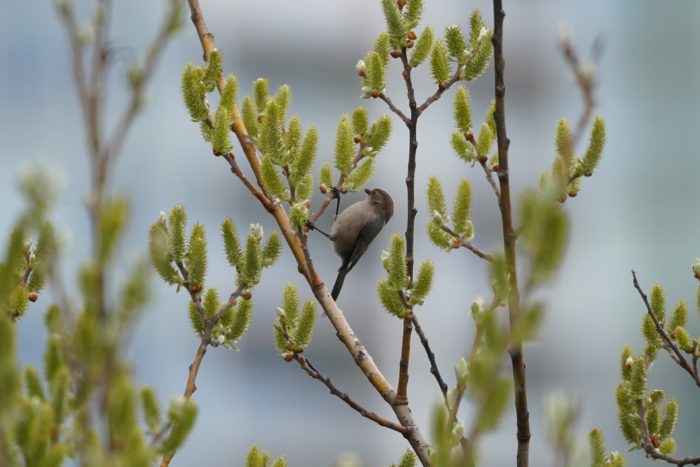 American Bushtit