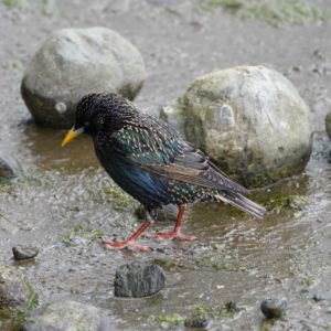 Starling on rocks and mud