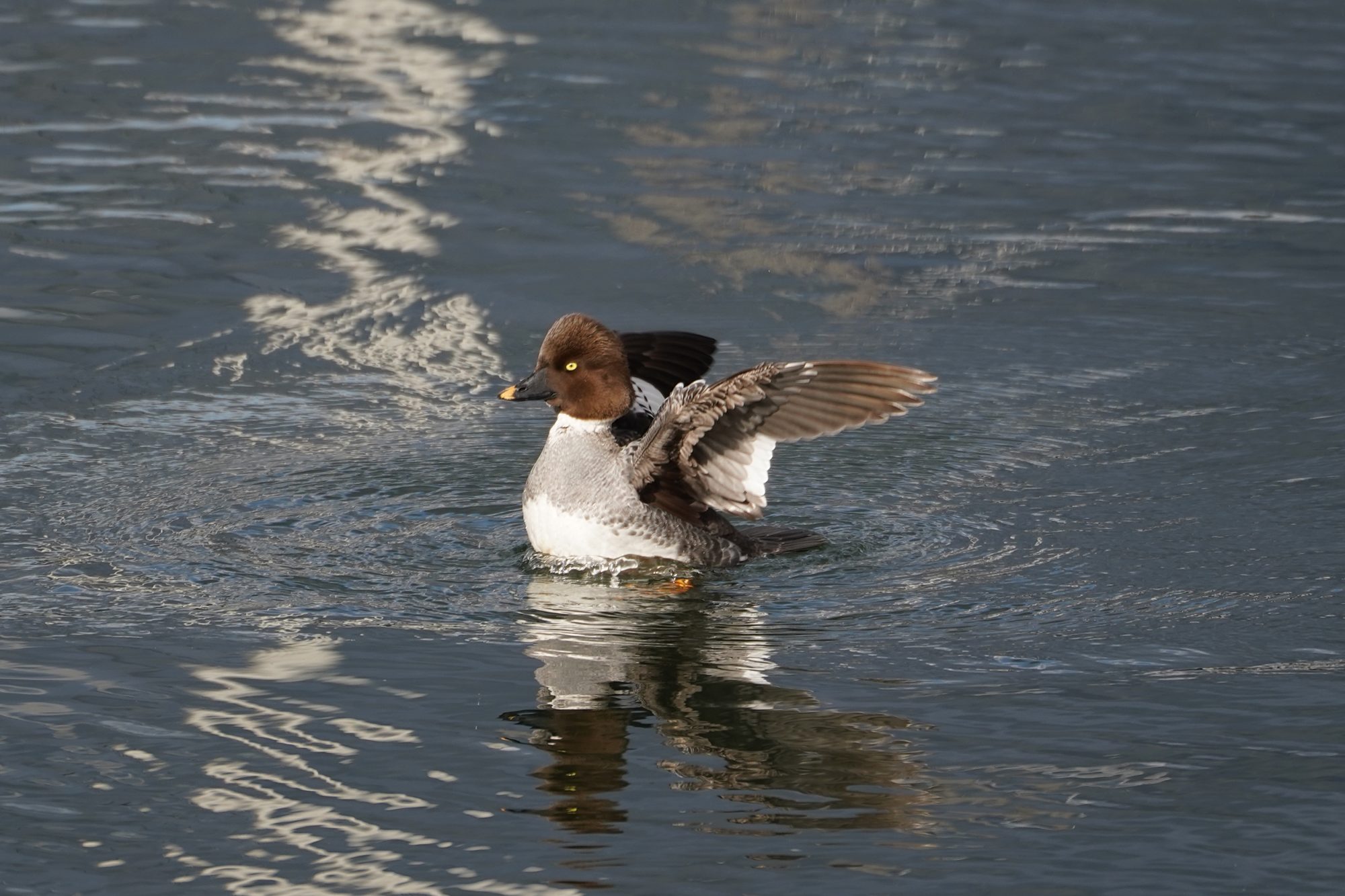 Common Goldeneye female