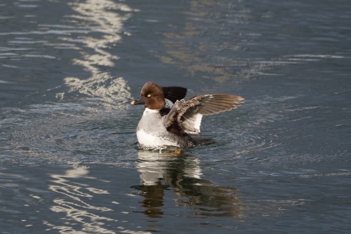 Common Goldeneye female