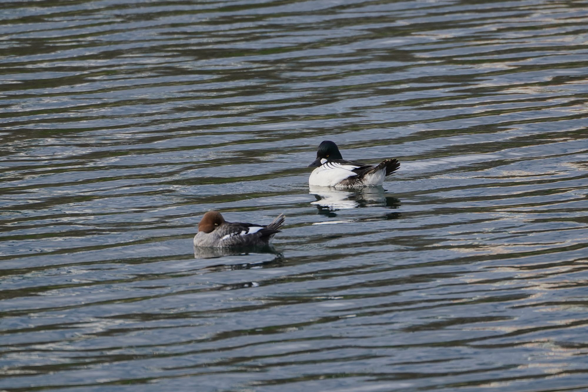 Common Goldeneye couple