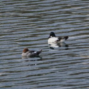 Common Goldeneye couple