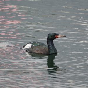 Pelagic Cormorant