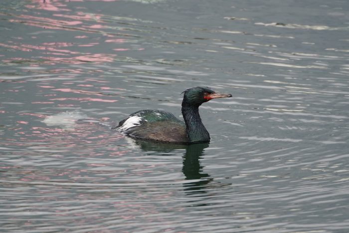 Pelagic Cormorant