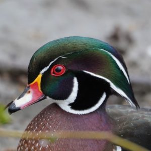 Wood Duck, male