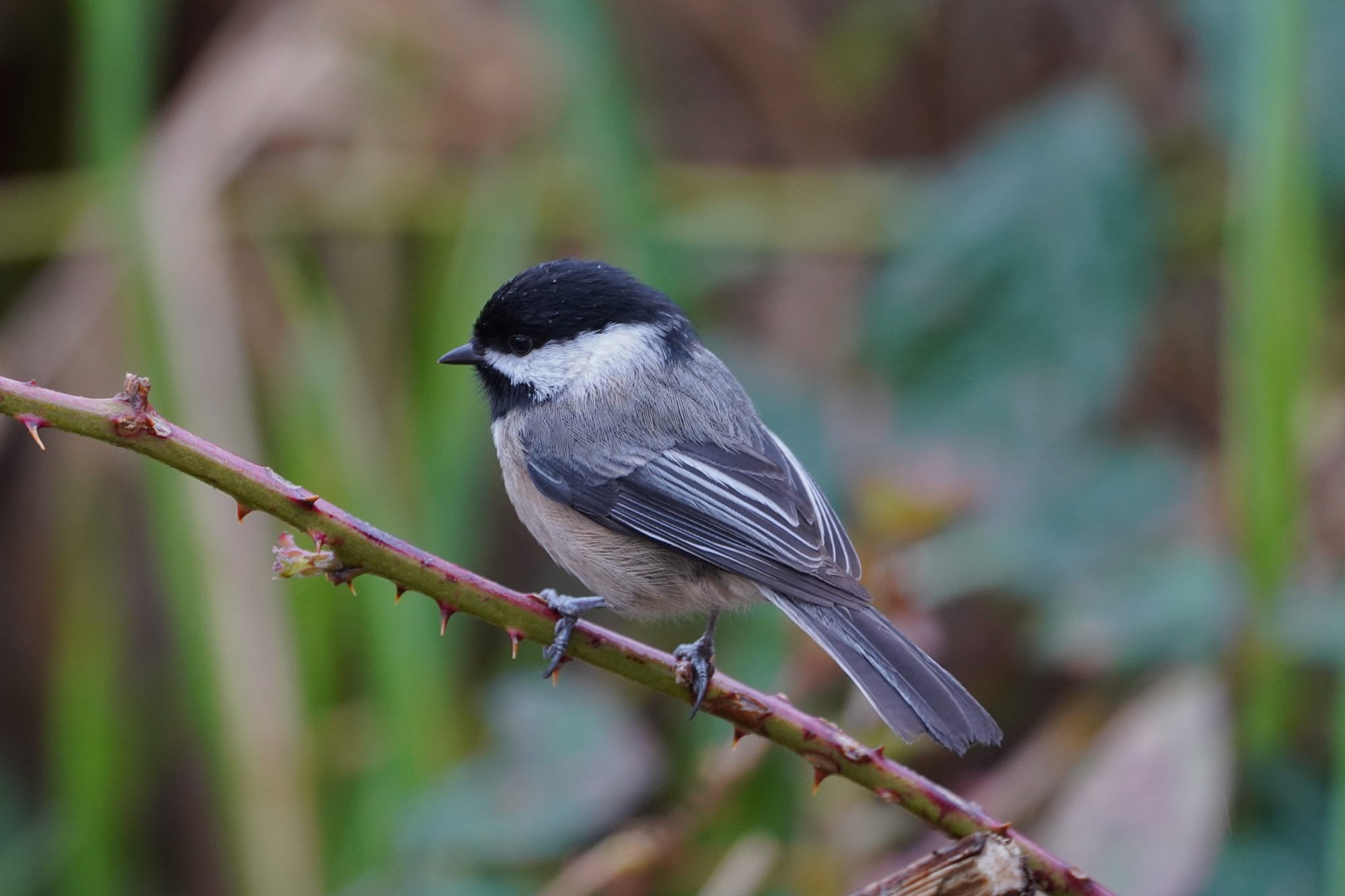 Black-capped Chickadee