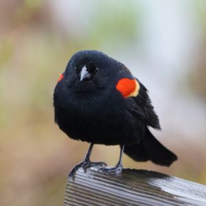 Red-winged Blackbird