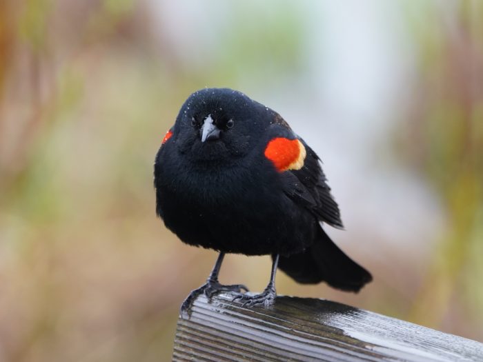 Red-winged Blackbird