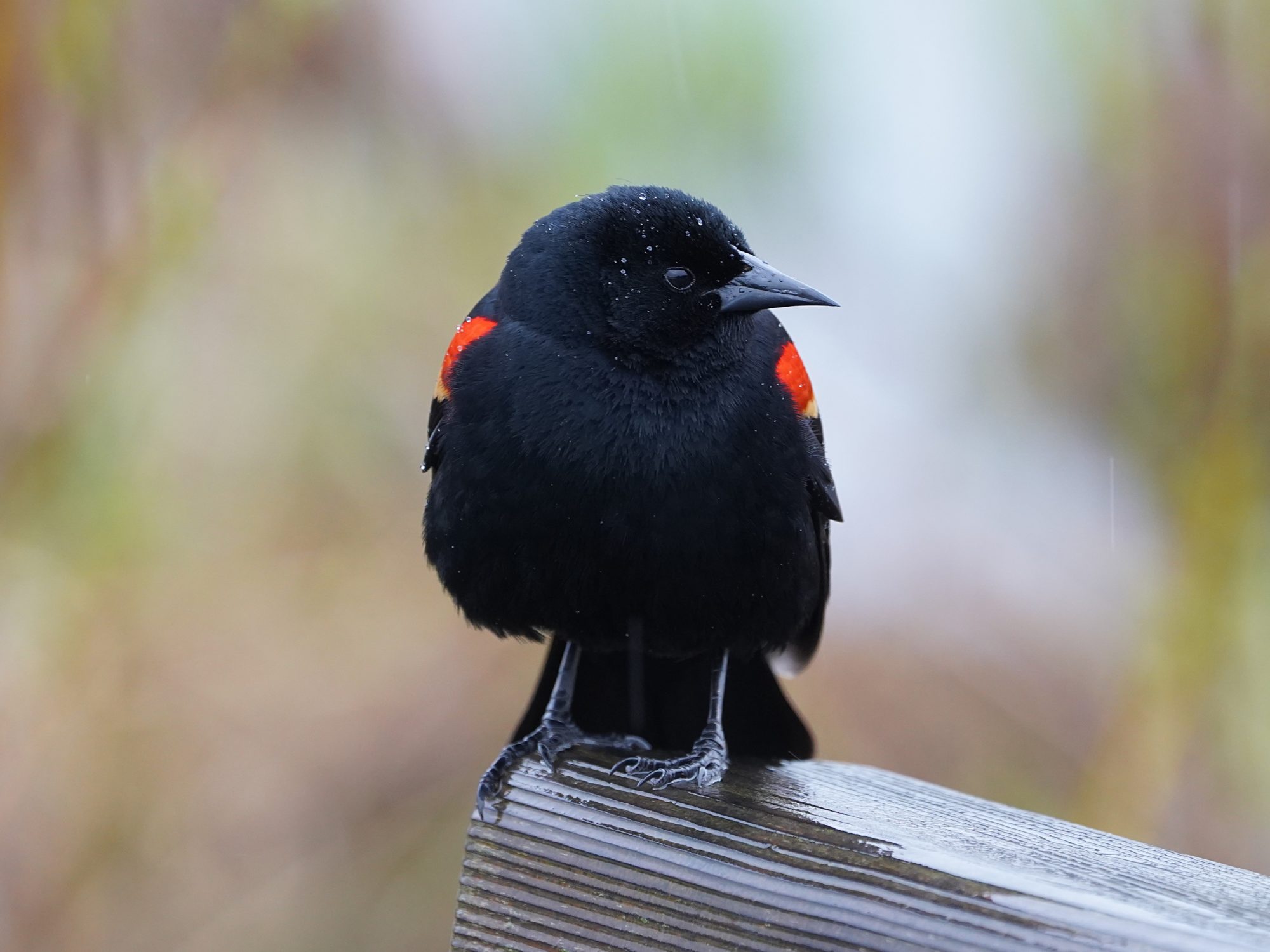 Red-winged Blackbird