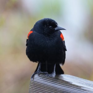 Red-winged Blackbird