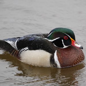 Wood Duck in the rain