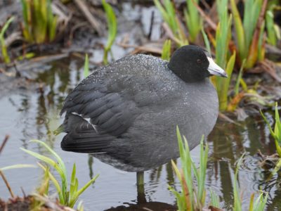 American Coot
