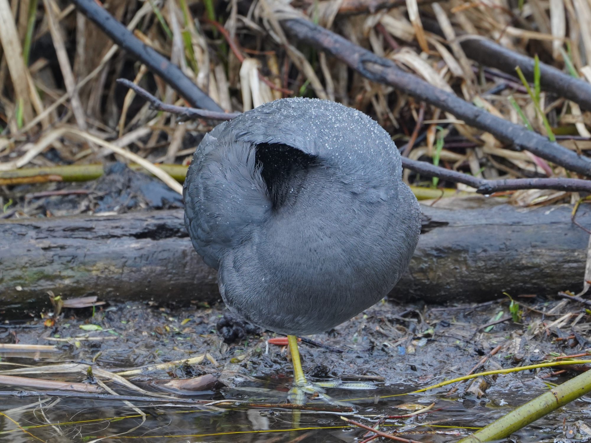 American Coot tucking its head under its wing