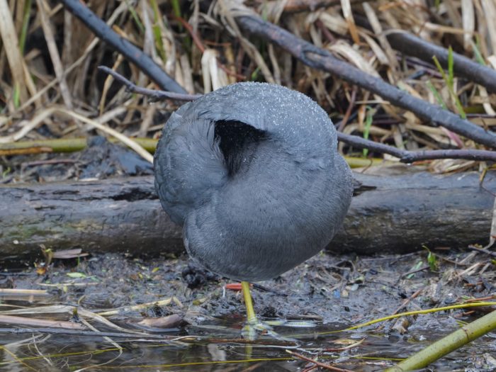 American Coot tucking its head under its wing