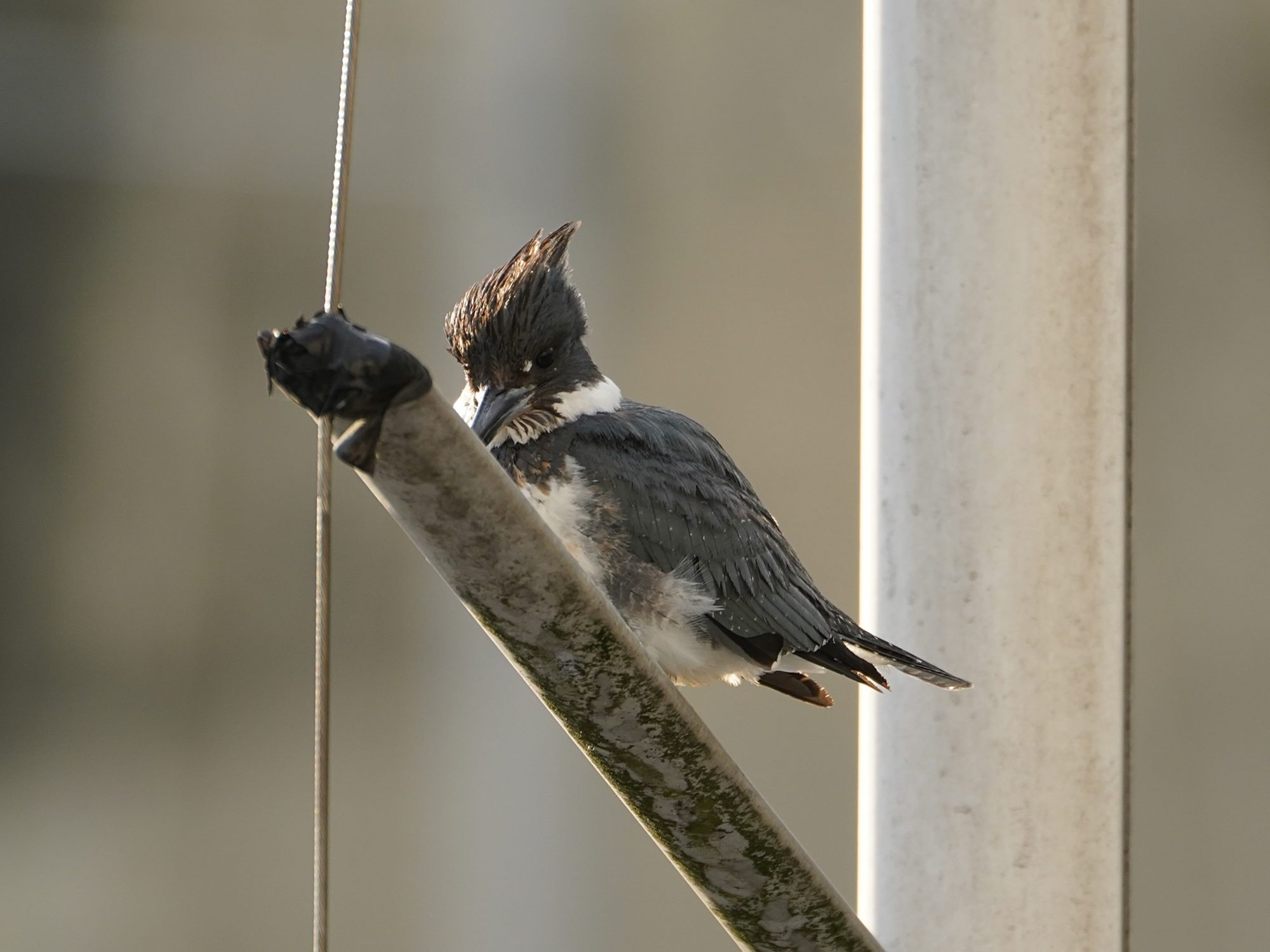 Belted Kingfisher