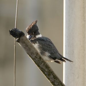 Belted Kingfisher