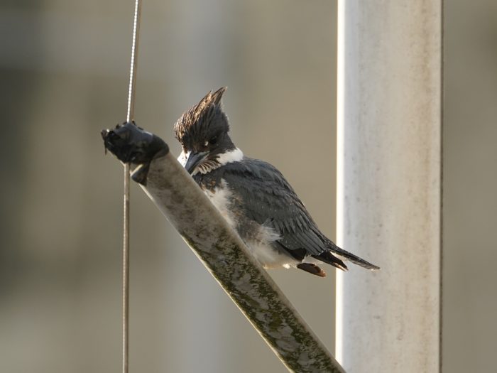 Belted Kingfisher