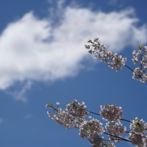 Clouds and flowers